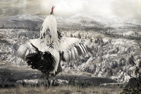 "Chickens of Cappadocia"  / "Kapadokya'nın Tavukları"